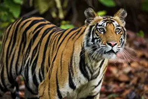 Madhya: Bengal Tiger