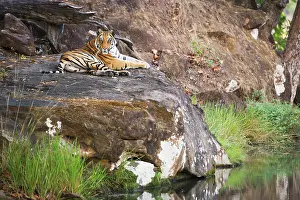Madhya: Bengal Tiger