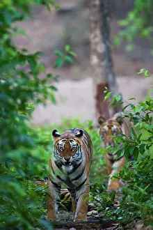 Madhya: Bengal Tiger