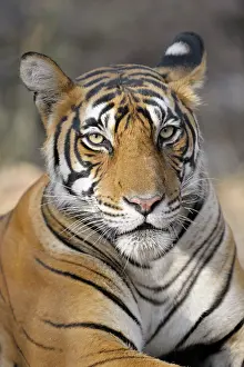 Sawai: Bengal Tiger