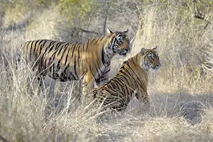 Sawai: Bengal Tiger