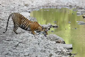 Sawai: Bengal Tiger