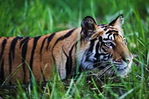 Madhya: Bengal Tiger