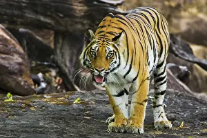 Madhya: Bengal Tiger