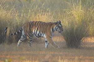 Madhya: Bengal Tiger