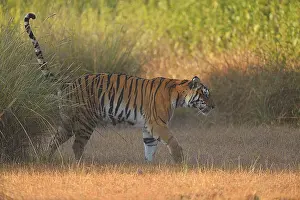 Madhya: Bengal Tiger