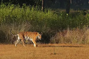 Madhya: Bengal Tiger
