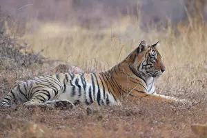 Tigress: Bengal Tiger