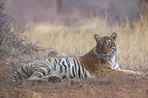 Tigress: Bengal Tiger