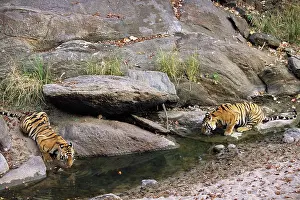 Madhya: Bengal Tiger