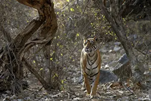 Sawai: Bengal Tiger