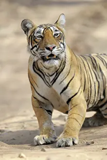 Sawai: Bengal Tiger