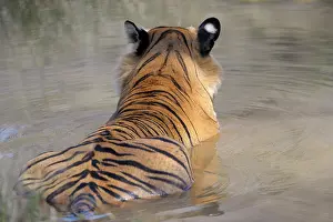 Sawai: Bengal Tiger