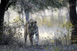 Sawai: Bengal Tiger