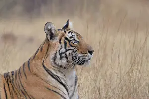 Tigress: Bengal Tiger
