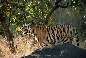 Madhya: Bengal Tiger