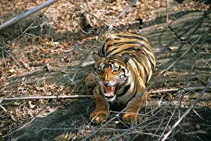 Madhya: Bengal Tiger