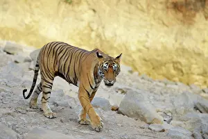 Sawai: Bengal Tiger