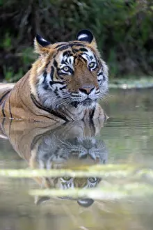 Sawai: Bengal Tiger