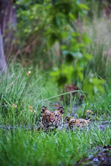 Madhya: Bengal Tiger