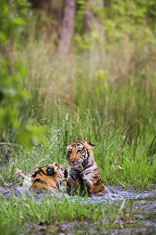 Madhya: Bengal Tiger