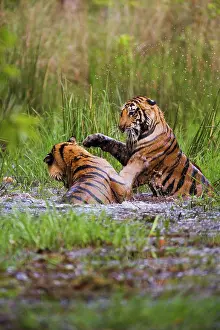 Madhya: Bengal Tiger