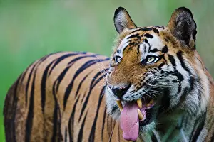 Madhya: Bengal Tiger