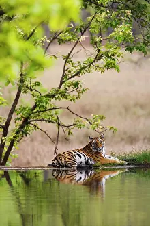 Madhya: Bengal Tiger