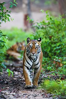 Madhya: Bengal Tiger