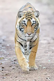 Hunter: Bengal Tiger
