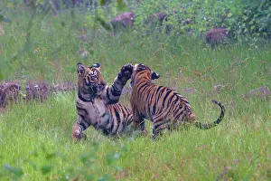 Tadoba: Bengal Tiger