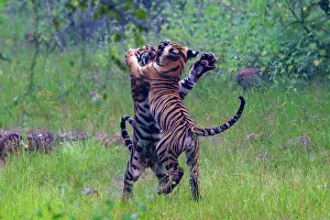 Tadoba: Bengal Tiger