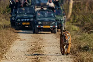 Zone: BENGAL TIGER