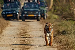 Zone: BENGAL TIGER