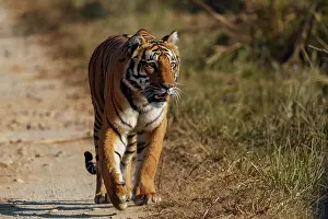 Zone: BENGAL TIGER