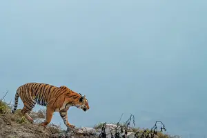 Zone: BENGAL TIGER