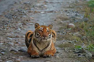 Zone: BENGAL TIGER