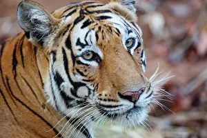 Tadoba: Bengal Tiger