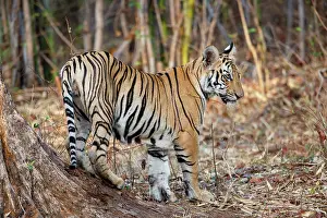 Tadoba: Bengal Tiger