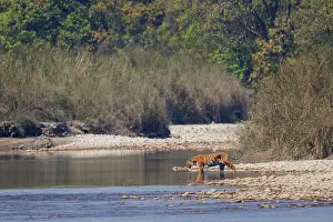 Espece En Danger: Bengal Tiger