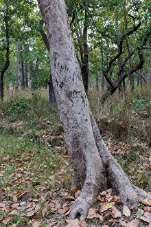 Arbre: Bengal tiger claw marks