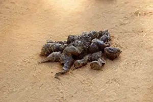 Droppings: Bengal Tiger - droppings