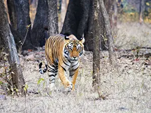 Subcontinent: Bengal Tiger - female Noor walking through forest