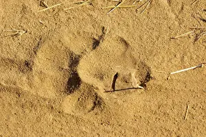 Footprints: Bengal Tiger - footprints