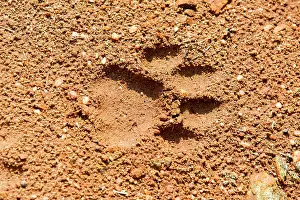 Pawprint: Bengal Tiger footprints