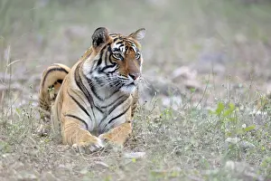 Sawai: Bengal Tiger lying in grass