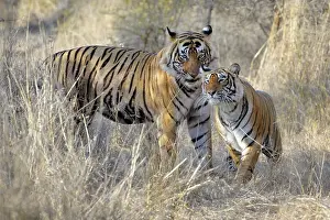 Greeting: Bengal Tiger male and female greeting