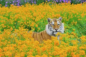 Wiht: Bengal Tiger - in orange mustard flowers