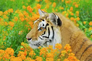 Wiht: Bengal Tiger - in orange mustard flowers