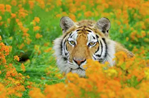 Wiht: Bengal Tiger - in orange mustard flowers
